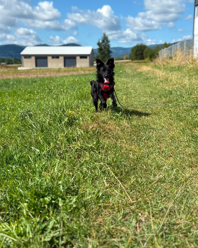 BLACKY