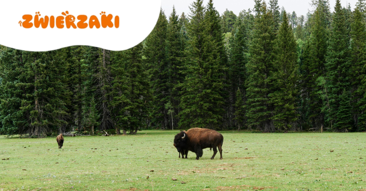 Żubr nie zaatakował – obronił się. Puszcza Białowieska przypomina o zasadach bezpieczeństwa