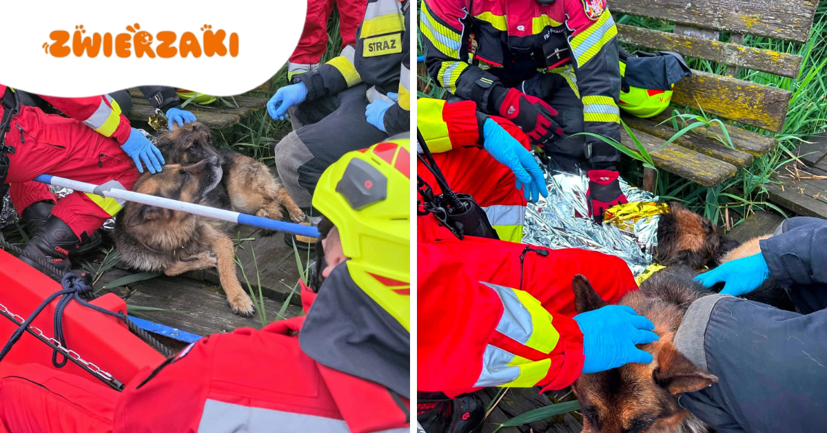 Pies tonął w trzcinach! Akcja WOPR Rogoźno zakończona sukcesem