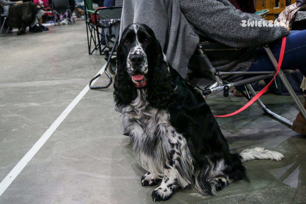 PreZero Arena w Gliwicach: Międzynarodowa Wystawa Psów Rasowych. Mamy zdjęcia!