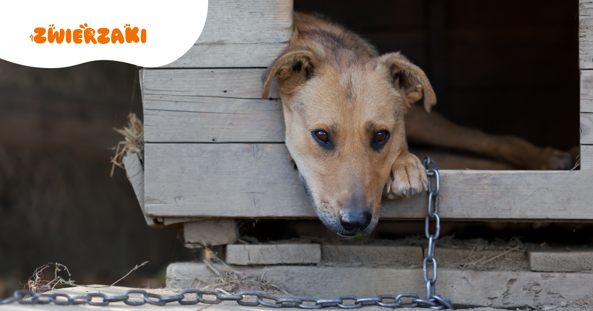 Warszawa: „Zerwijcie łańcuchy, odrzućcie weto” – wolontariusze zbierają się na manifestację