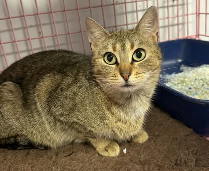 Kotka Mini Szuka domu schronisko Zgierz -aktualne 