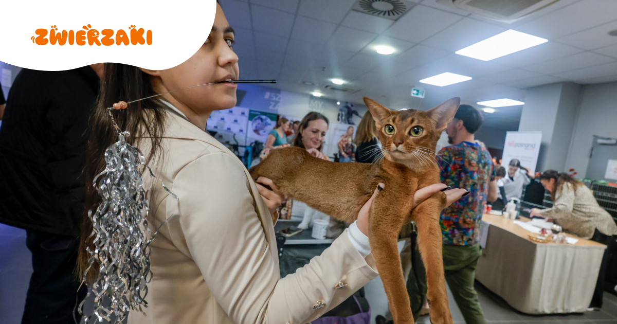 Międzynarodowa Wystawa Kotów Rasowych w Poznaniu – dwa dni pełne kociego piękna