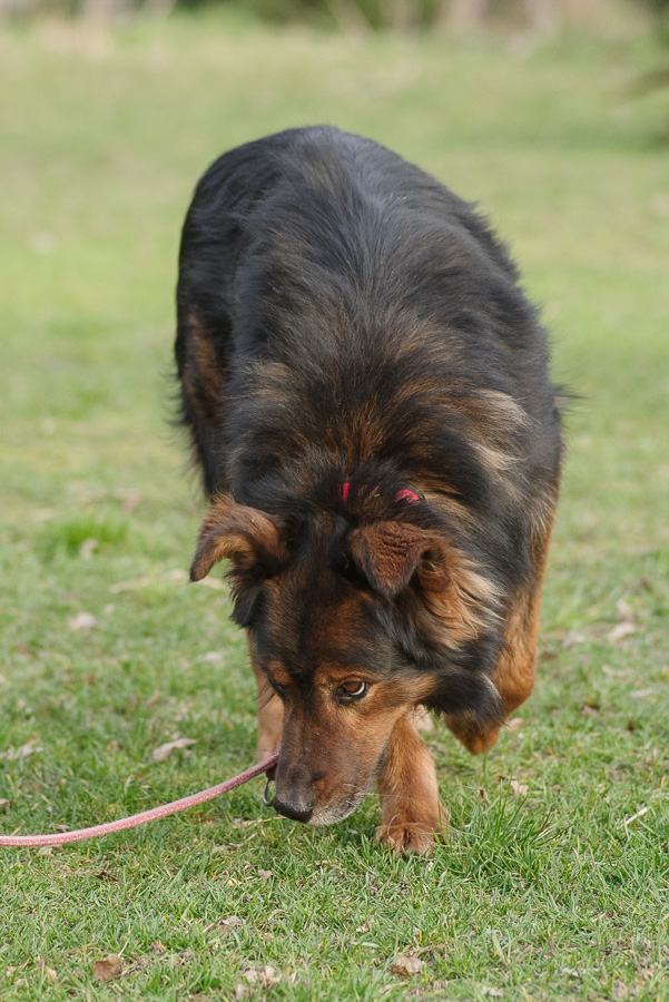 Zorro 