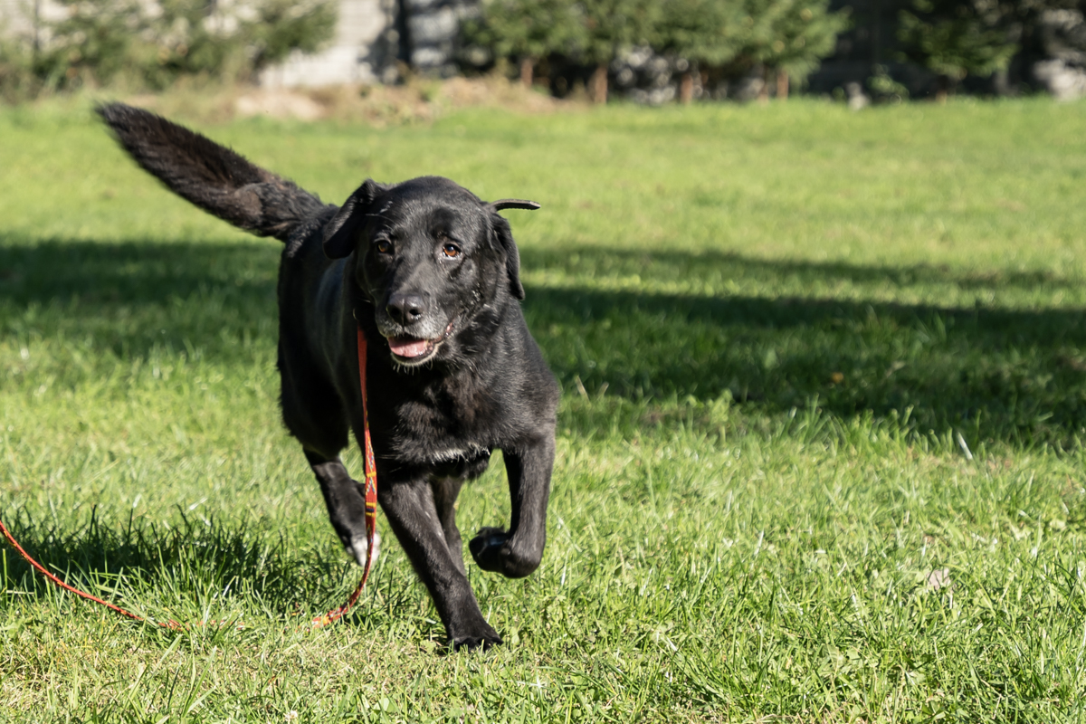 Waligóra Labrador