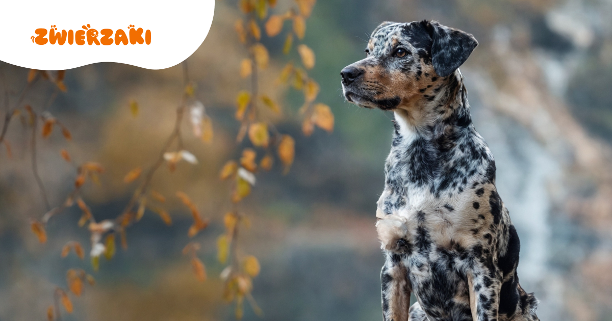 Catahoula Leopard Dog: Pasterski pies z leopardzim umaszczeniem