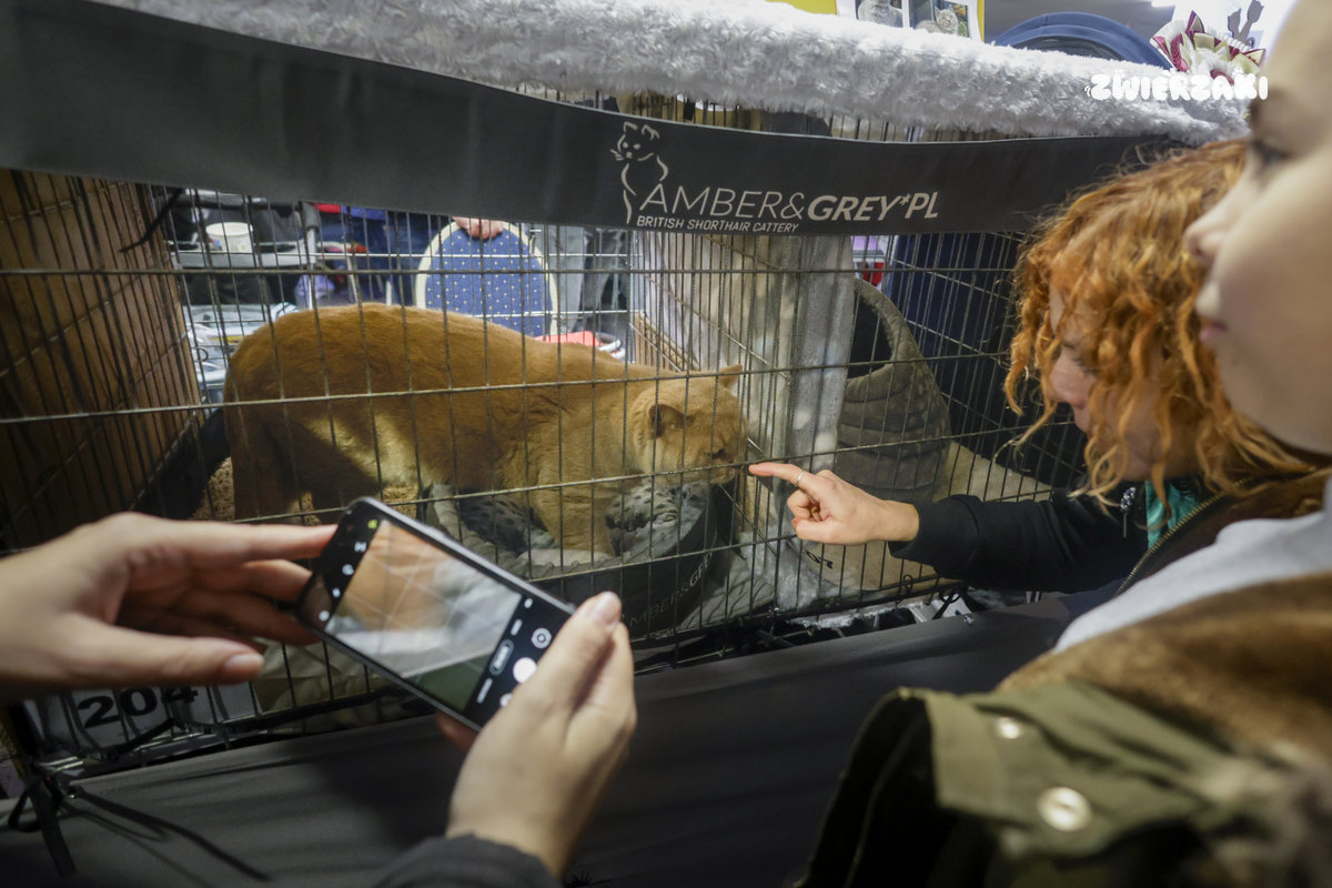 Międzynarodowa Wystawa Kotów Rasowych w Poznaniu – dwa dni pełne kociego piękna