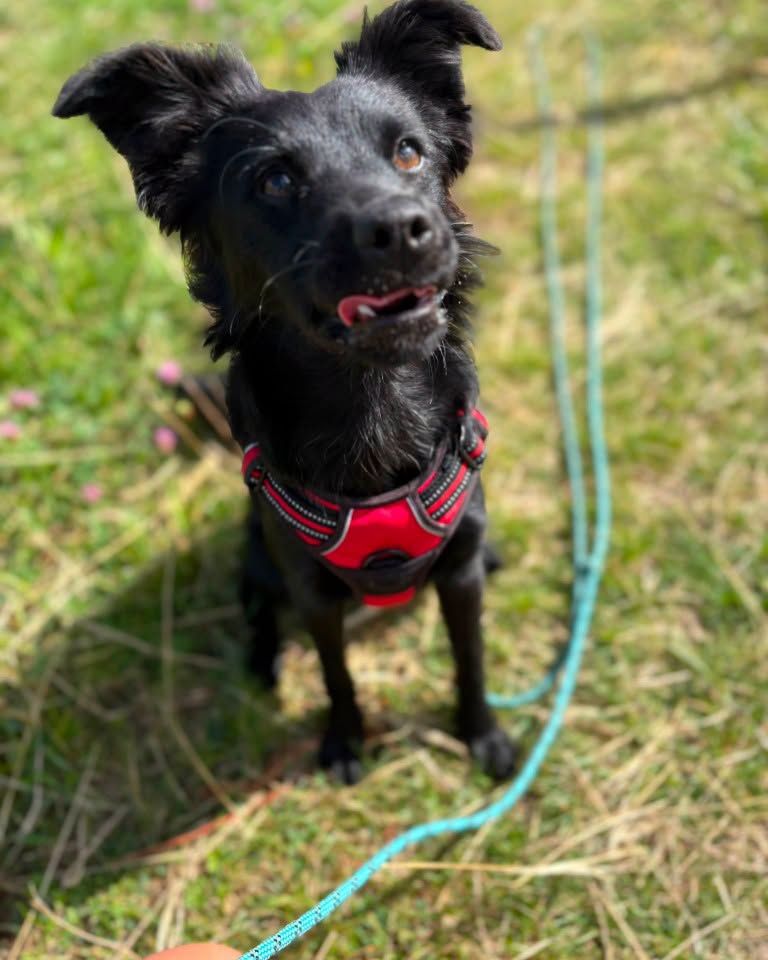 BLACKY