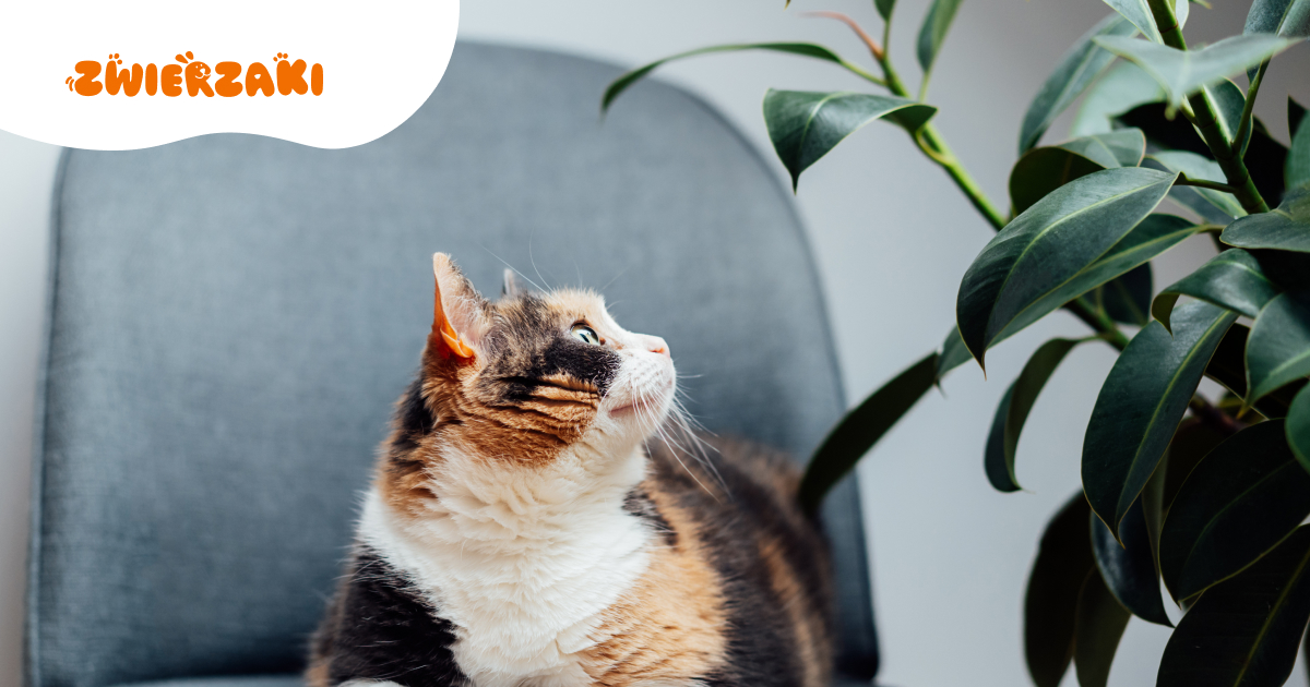  Znana weterynarz ostrzega: te trzy rośliny są niebezpieczne dla kotów