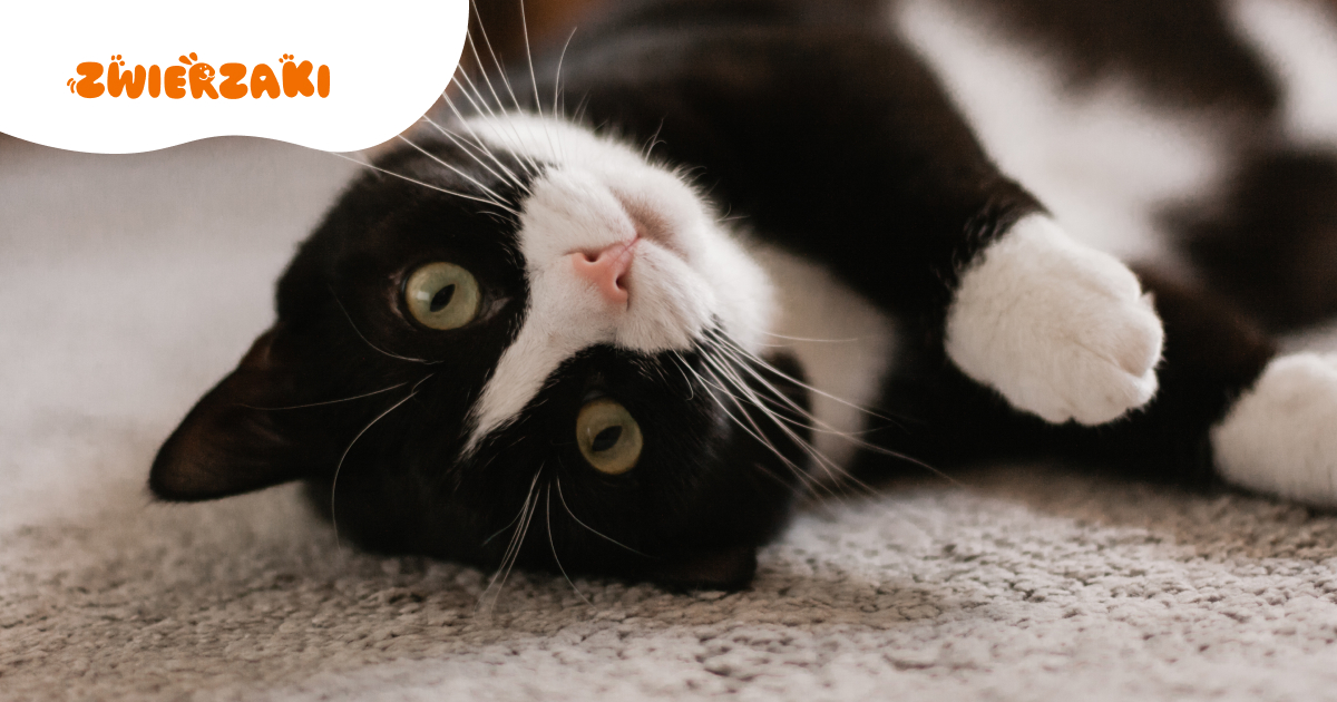 Czy mój kot jest szczęśliwy? Ekspertka pokazuje 3 sposoby, jak to sprawdzić