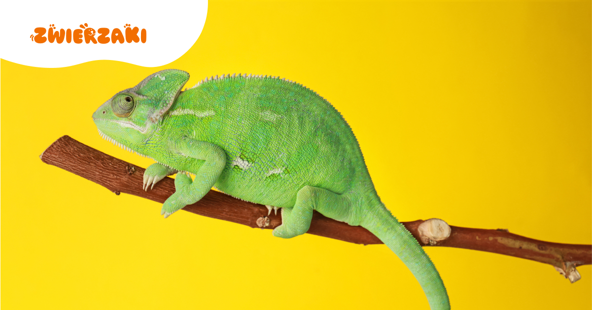 Kameleon nie zmienia koloru. Co może oznaczać ten objaw?