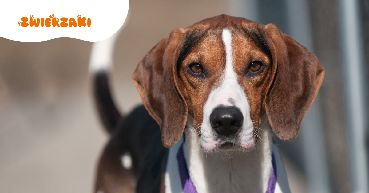 Jakiego psa adoptować: szczeniaka czy dorosłego?