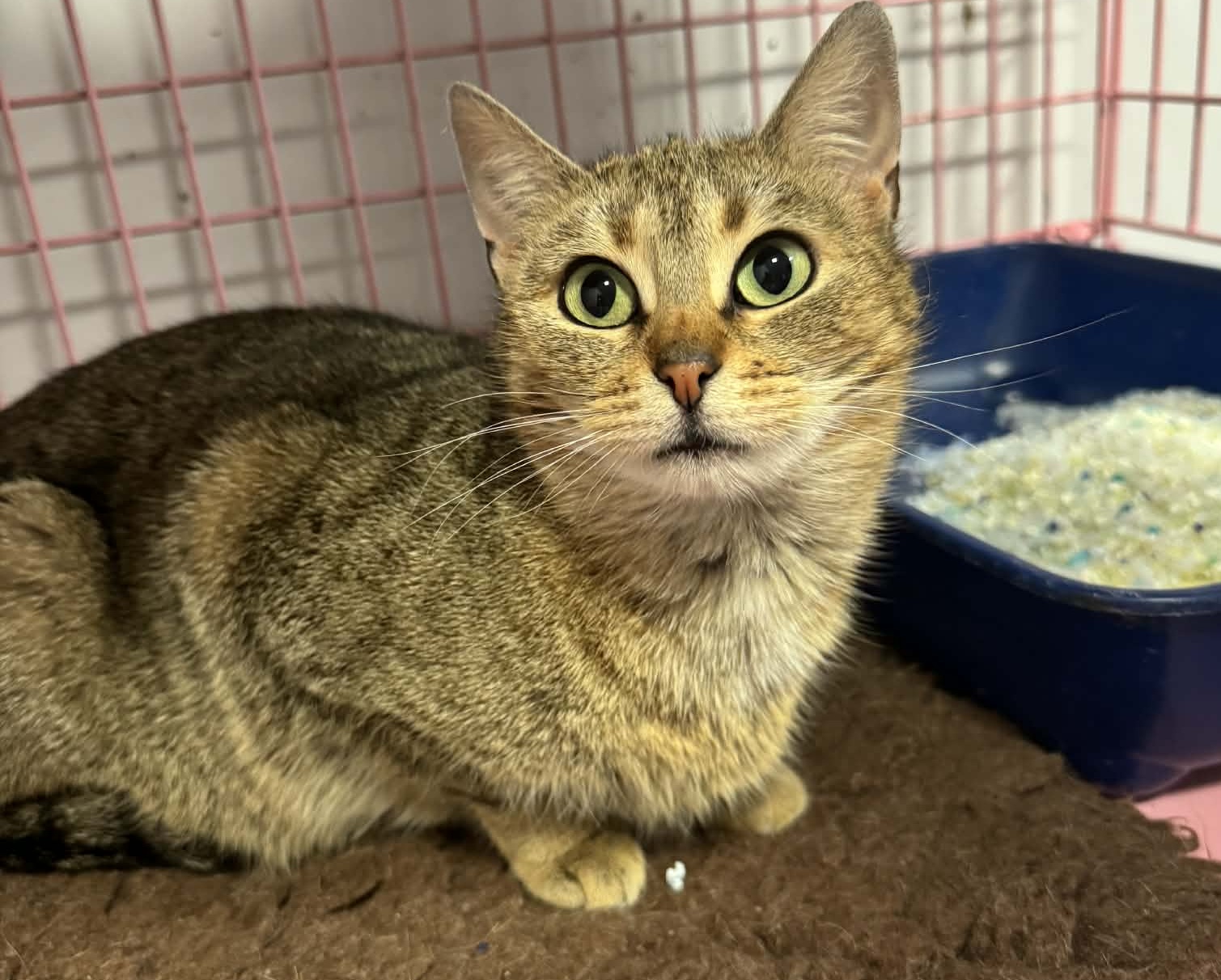 Kotka Mini Szuka domu schronisko Zgierz -aktualne 