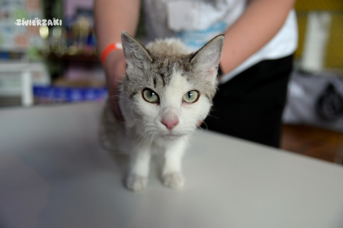 Międzynarodowa Wystawa Kotów Rasowych Szczecin 2026 – co działo się w miniony weekend?