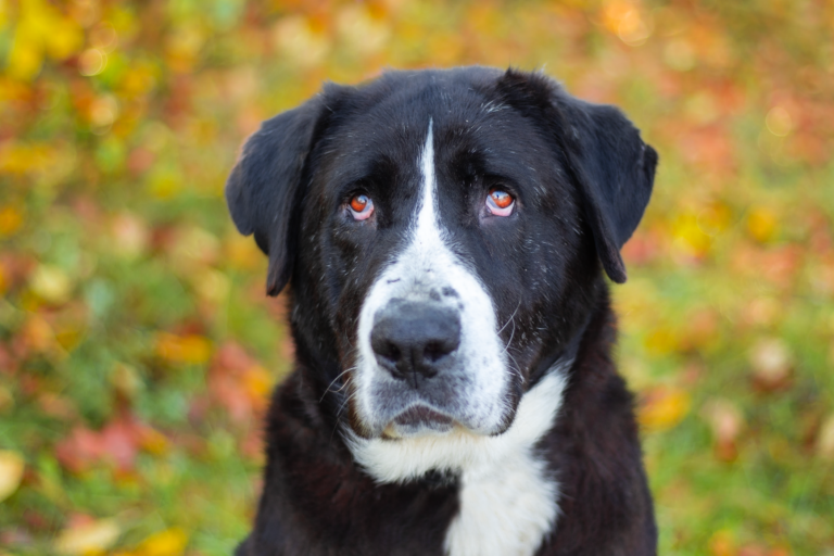 Juka