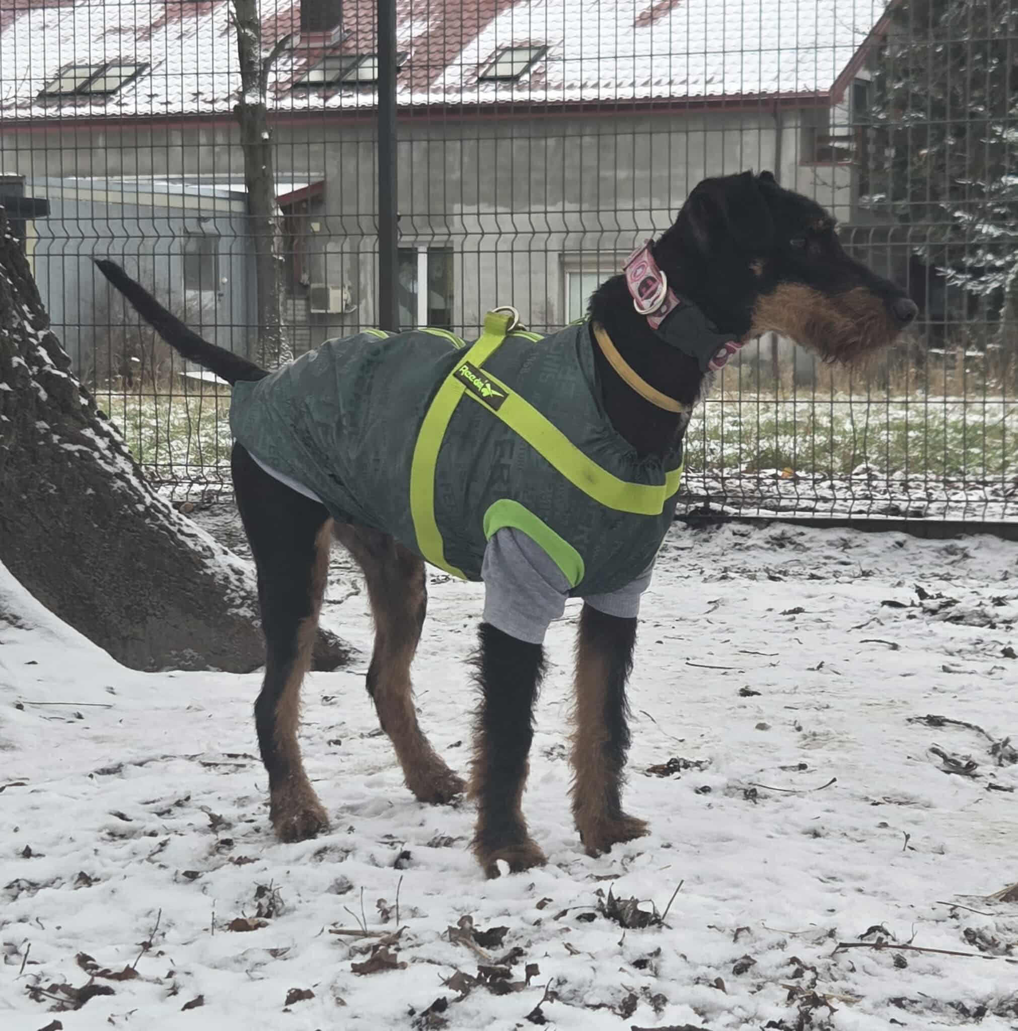 Wiliam terier niemiecki pilne 