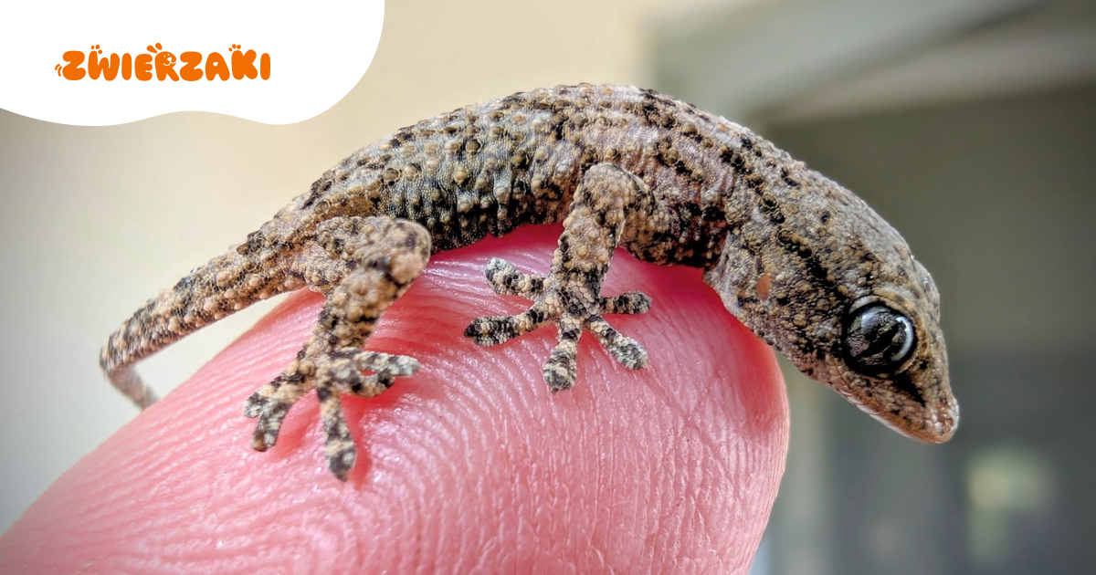 Znalazła gekona w rukoli. Co zrobić, gdy w zakupach znajdziesz egzotyczne zwierzę?