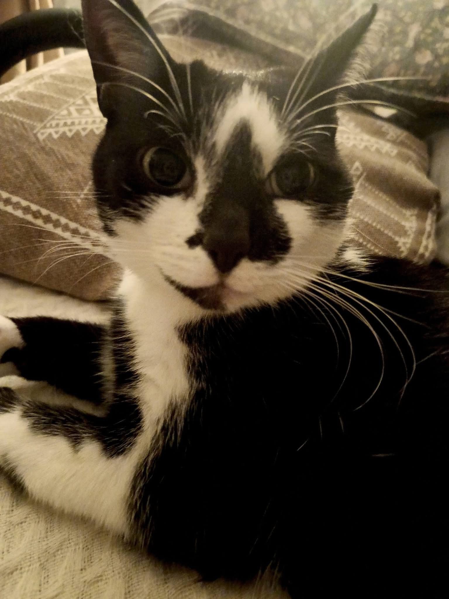 Nutka