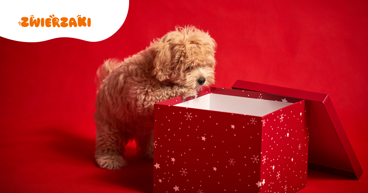 Zwierzę jako świąteczny prezent? Weterynarz mówi jasno: to zły pomysł