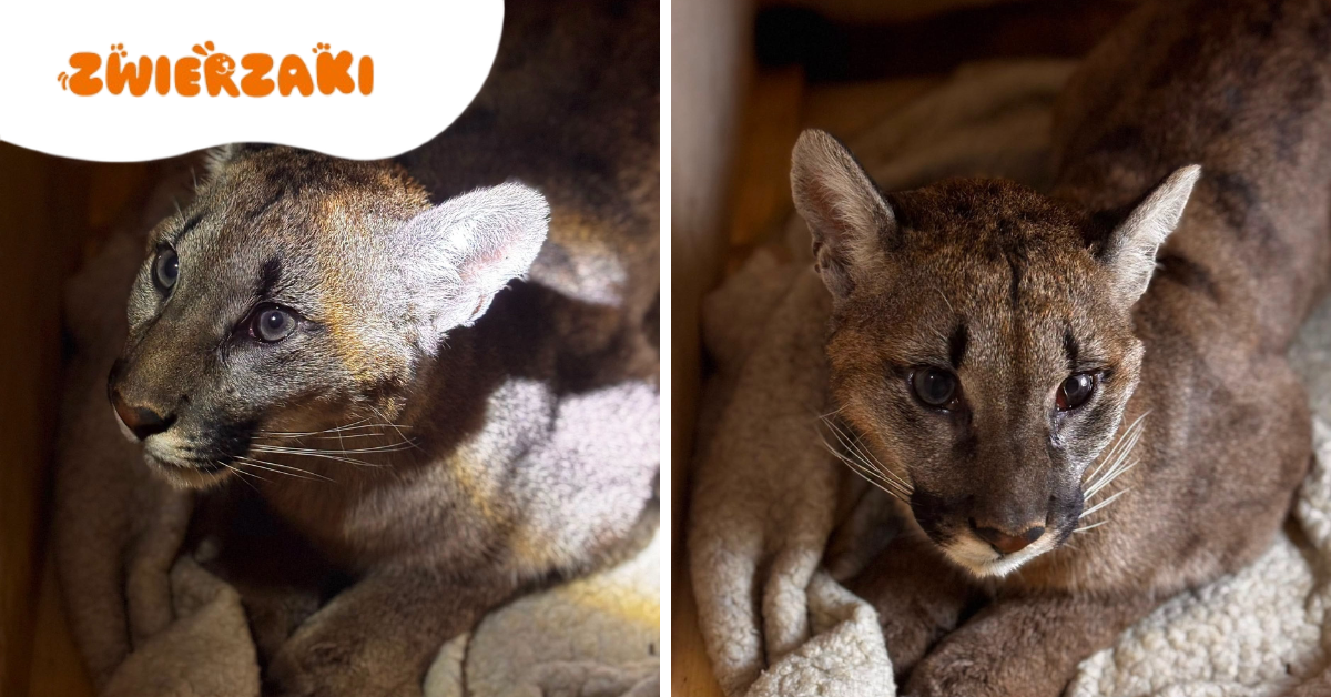 Puma z Polanowa złapana! Młoda samica trafiła do zoo w Poznaniu