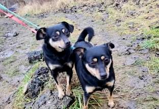 Felicja i Migotka (Karolinki)