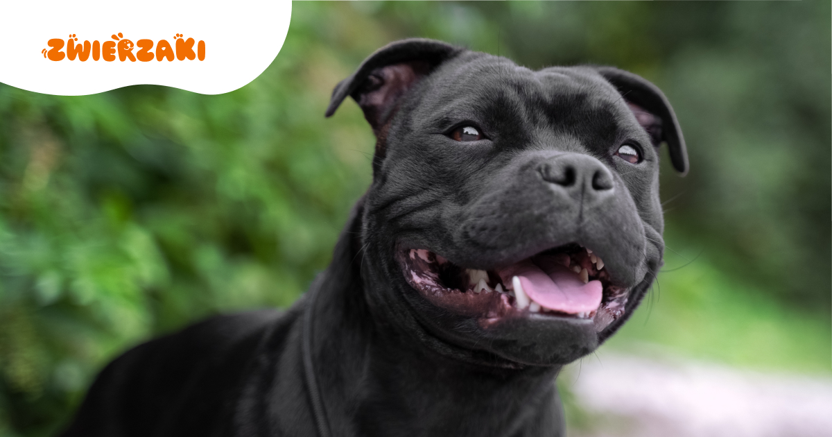 Amstaff czarny. Czy kolor wpływa na zachowanie psa?