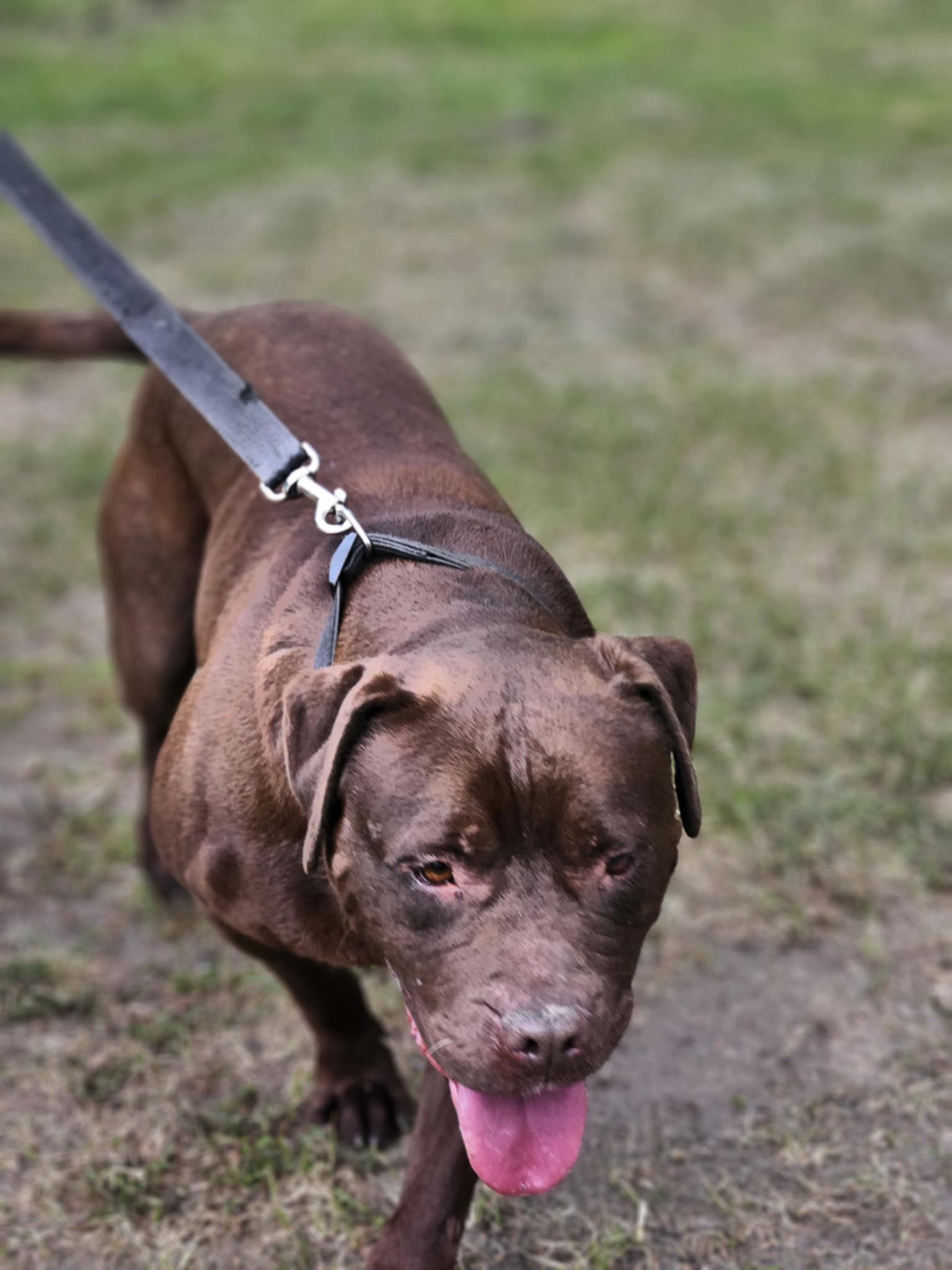 Pitbull Rednose Dasza 
