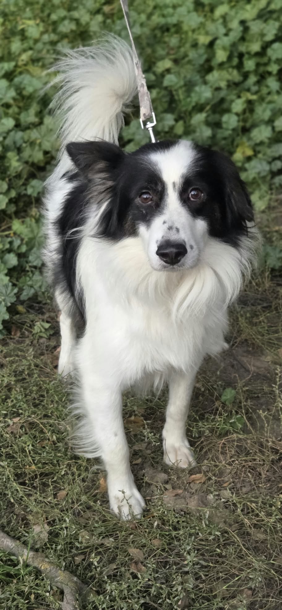Lewy Border Colie szuka domu