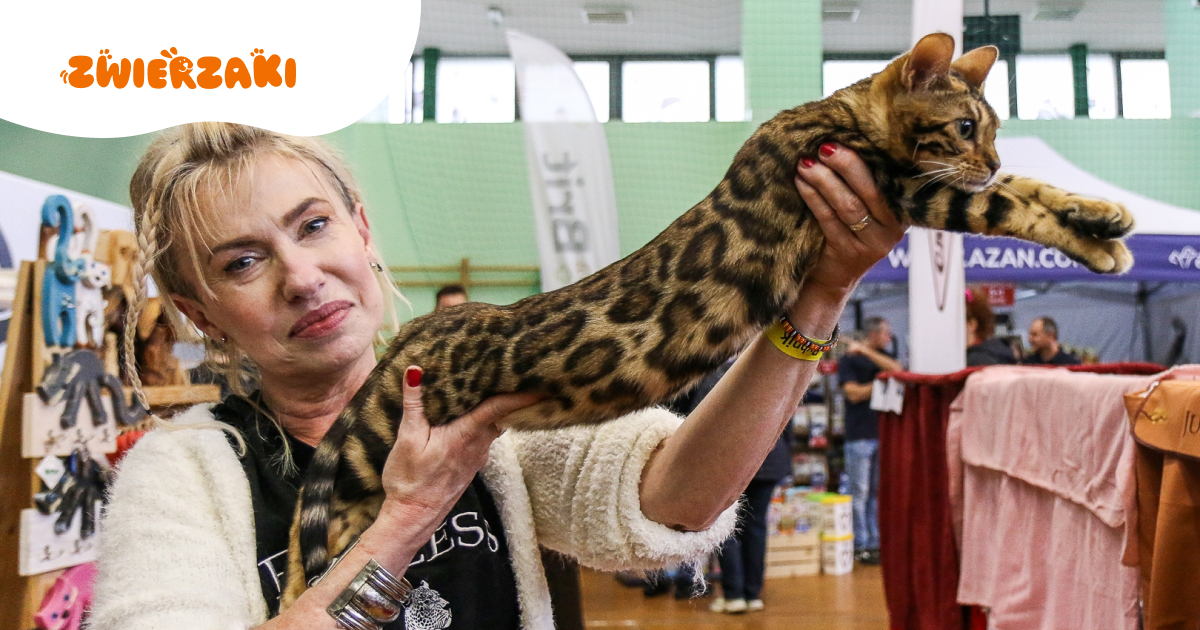 Międzynarodowa wystawa kotów w Raciborzu. Fotogaleria cz. 2