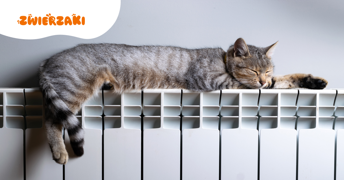 Zimowy sen? Jak przygotować kota na zimę - porady od ekspertów UPWr