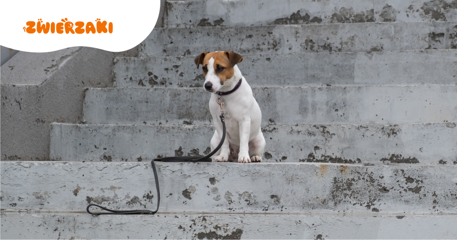 Odpowiedzialność za porzucenie pupila rośnie. Jakie są kary?