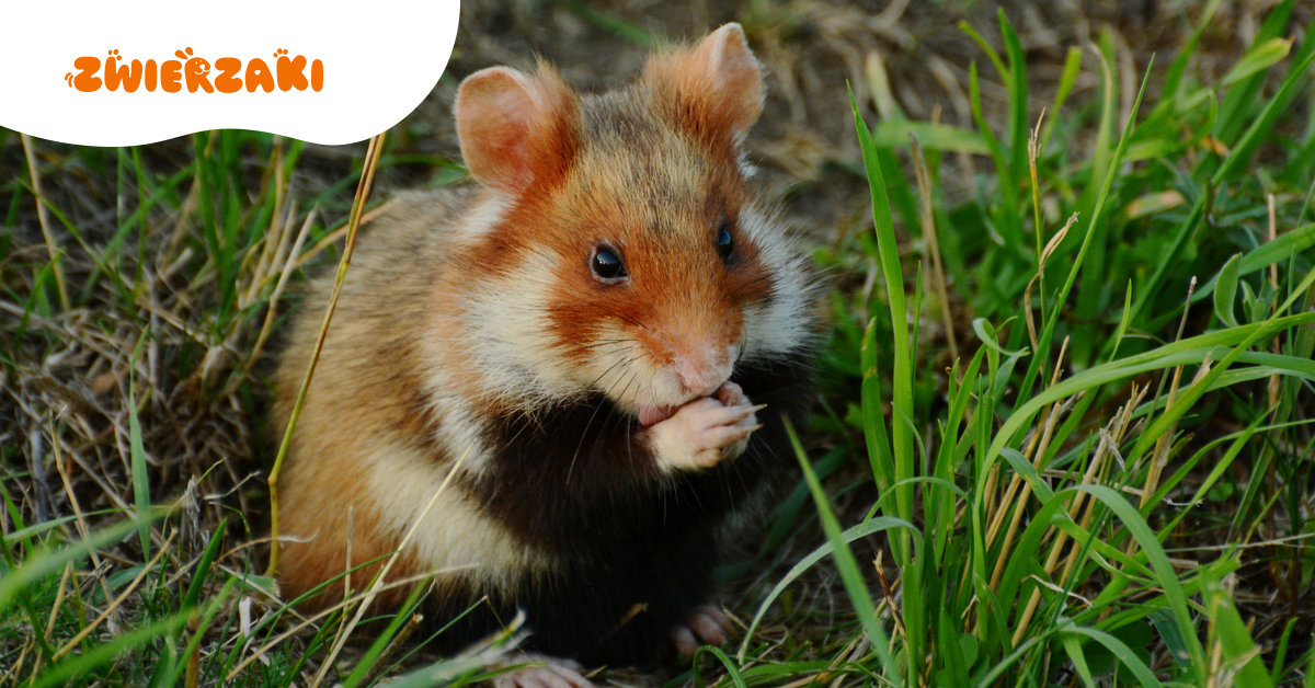 Zwierzę Roku: Polacy zdecydowali, kto zostanie bohaterem przyrody w 2026 roku