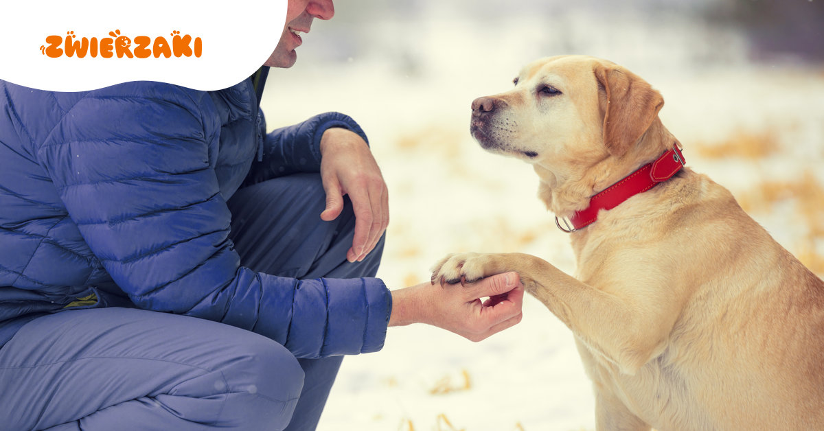 Sól na chodnikach – czy szkodzi psim łapkom? Weterynarz odpowiada