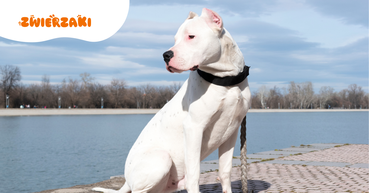 Pies, który uwielbia aktywność fizyczną: jak dbać o kondycję doga argentyńskiego?