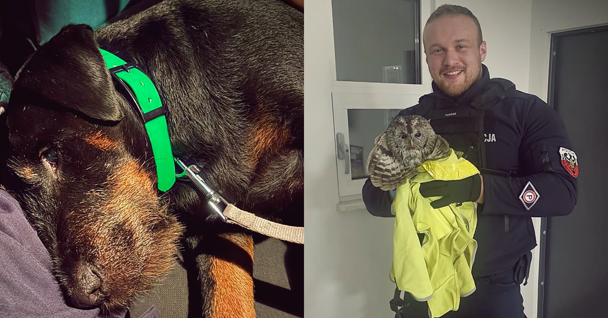 Najpierw uratowali psa, chwilę później sowę. Dwie nietypowe interwencje policjantów