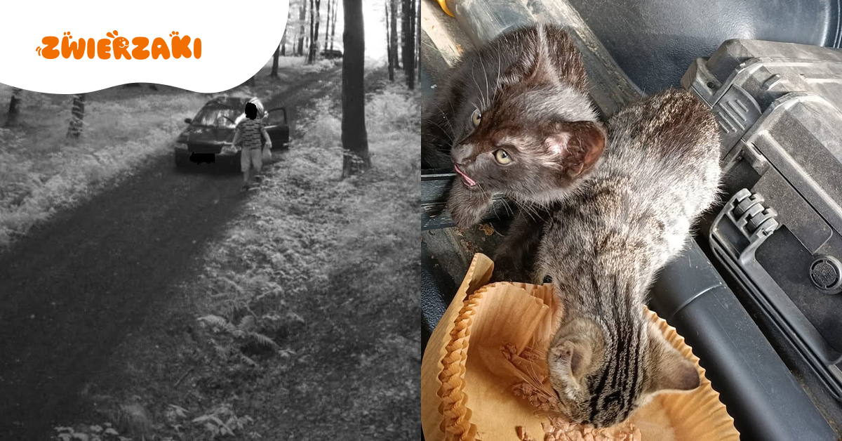 Porzucił kocięta w lesie. Nie wiedział, że wszystko nagrała fotopułapka