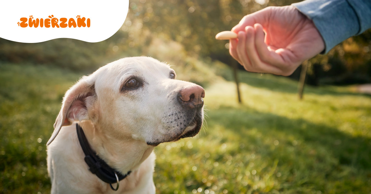 Wsparcie po adopcji – gdzie szukać pomocy?