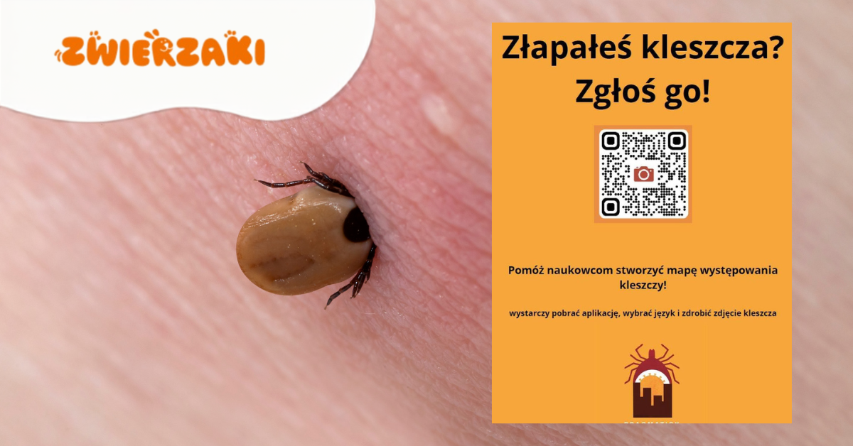 Znalazłeś kleszcza? Pomóż naukowcom śledzić kleszcze w Europie