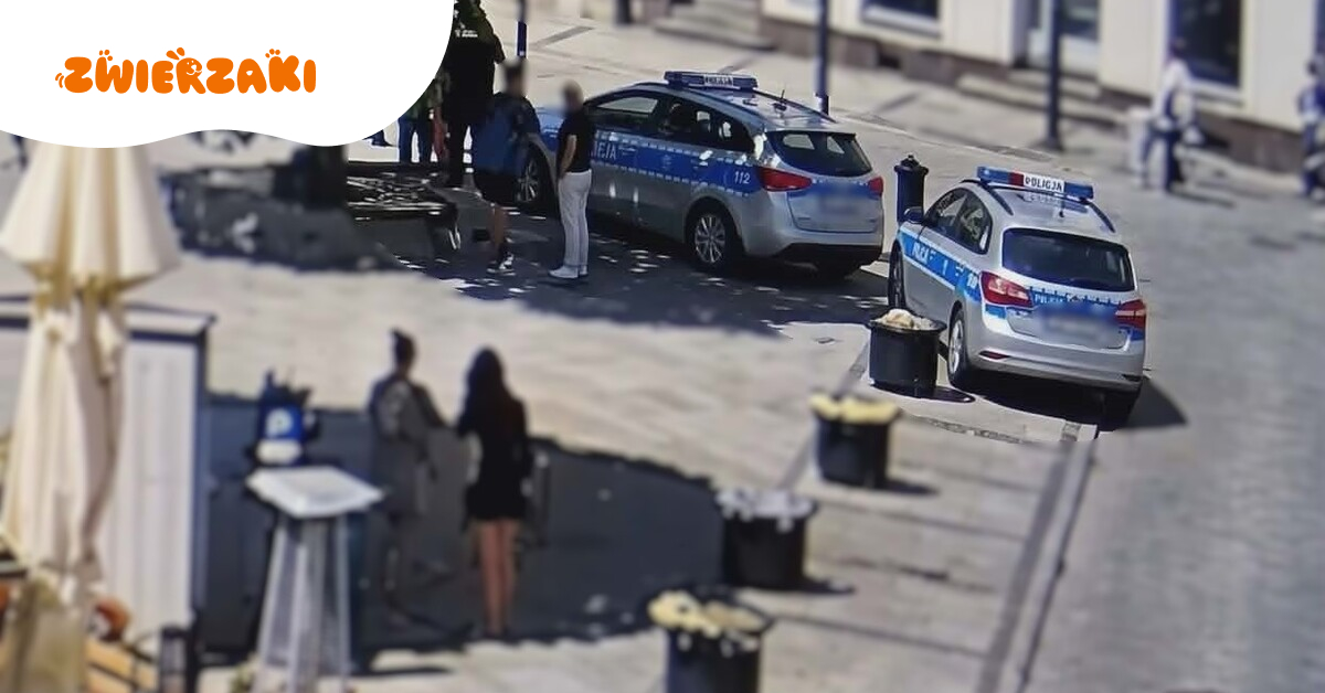 Atak psów w Kościerzynie. Zwierzęta były na zbyt długich smyczach. Co mówią przepisy?