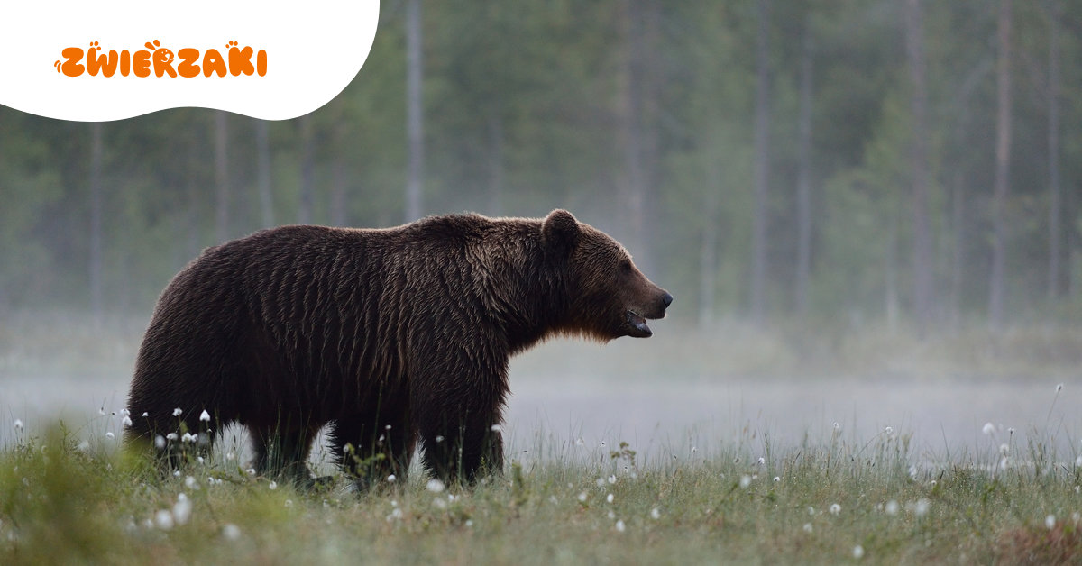 Atak niedźwiedzia w Bieszczadach. 58-latka nie żyje – co dokładnie wydarzyło się w lesie?