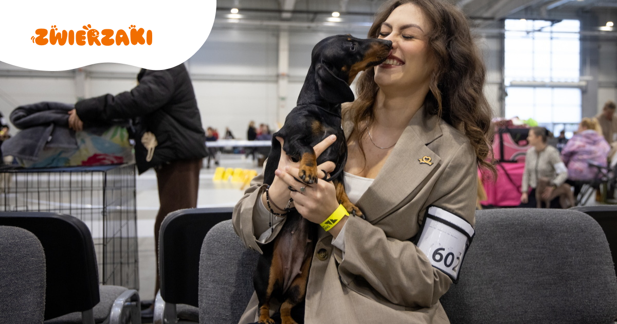 VII Międzynarodowa Wystawa Psów Rasowych - psie piękności opanowały Lublin!