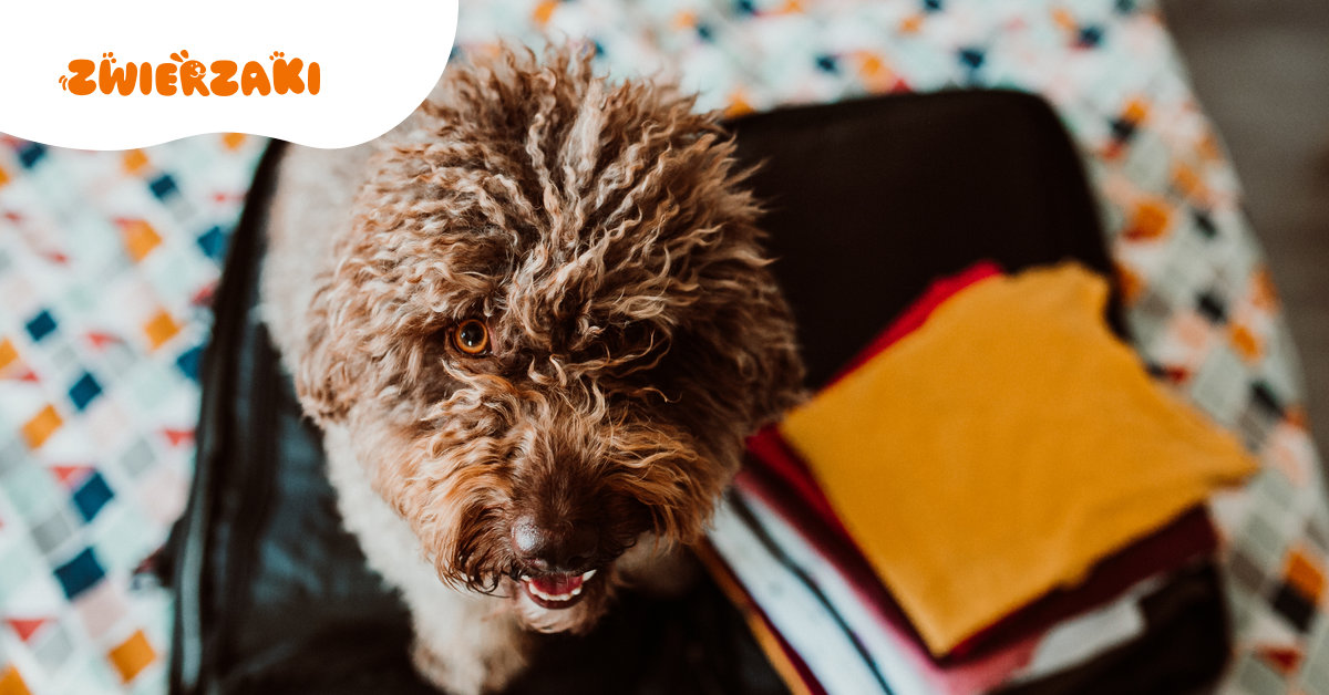 Paszport dla psa 2026 – nowe przepisy. Kto dostanie dokument, a kto nie?