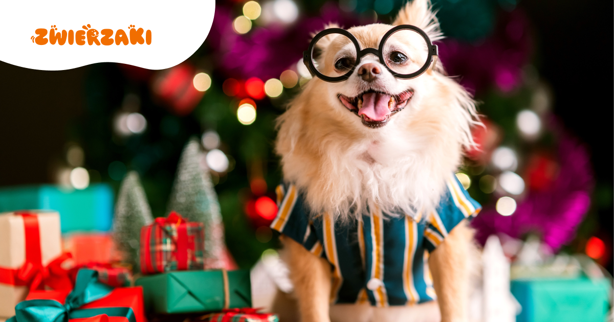 Prezentownik dla psa i kota. co warto kupić pupilowi pod choinkę?