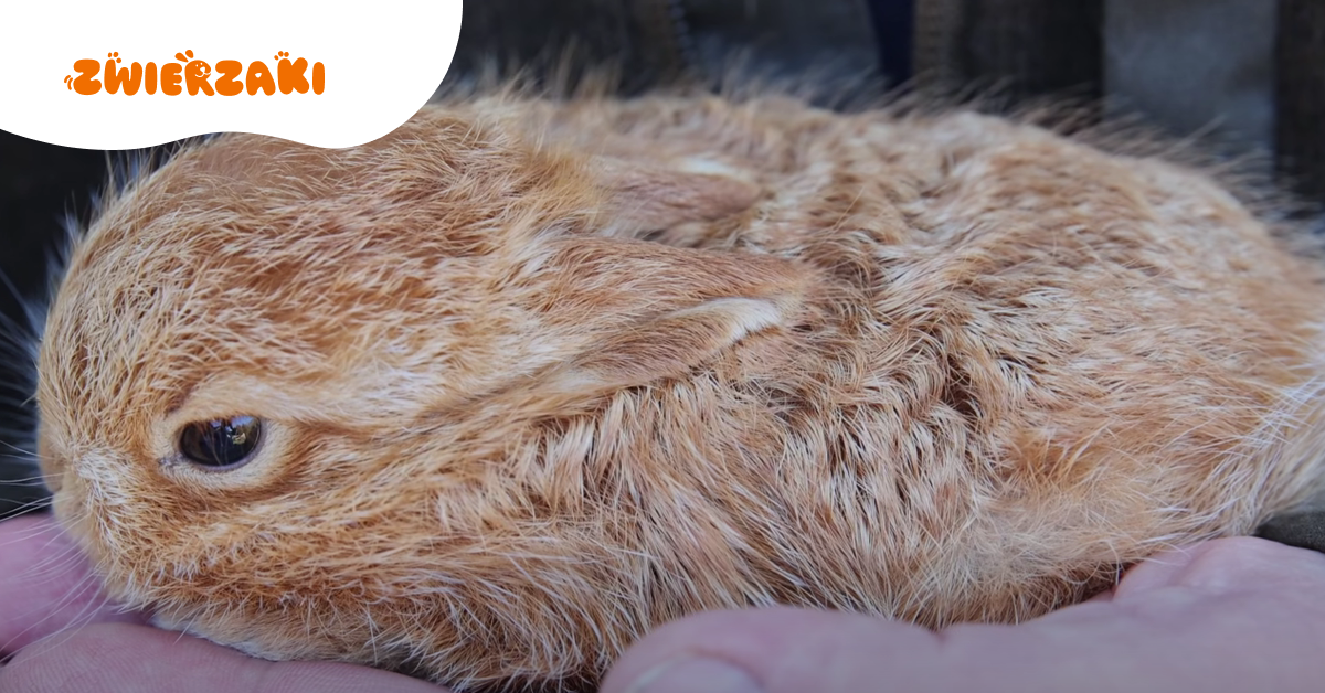 Absolutnie wyjątkowy zajączek w Leśnym Pogotowiu. „Takiego nie mieliśmy przez 33 lata”