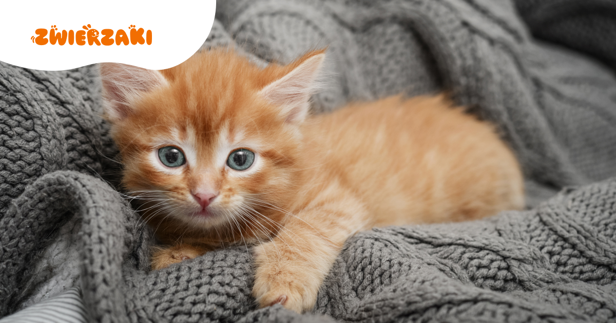 Top 10 najpopularniejszych imion dla kotów w Polsce - jak wybrać idealne imię dla swojego mruczka?