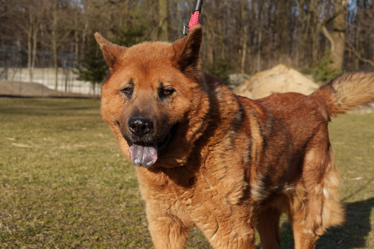 Czaki Chow chow pilne 