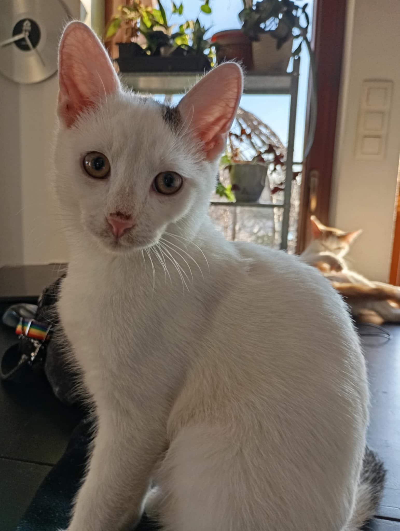 Filemon