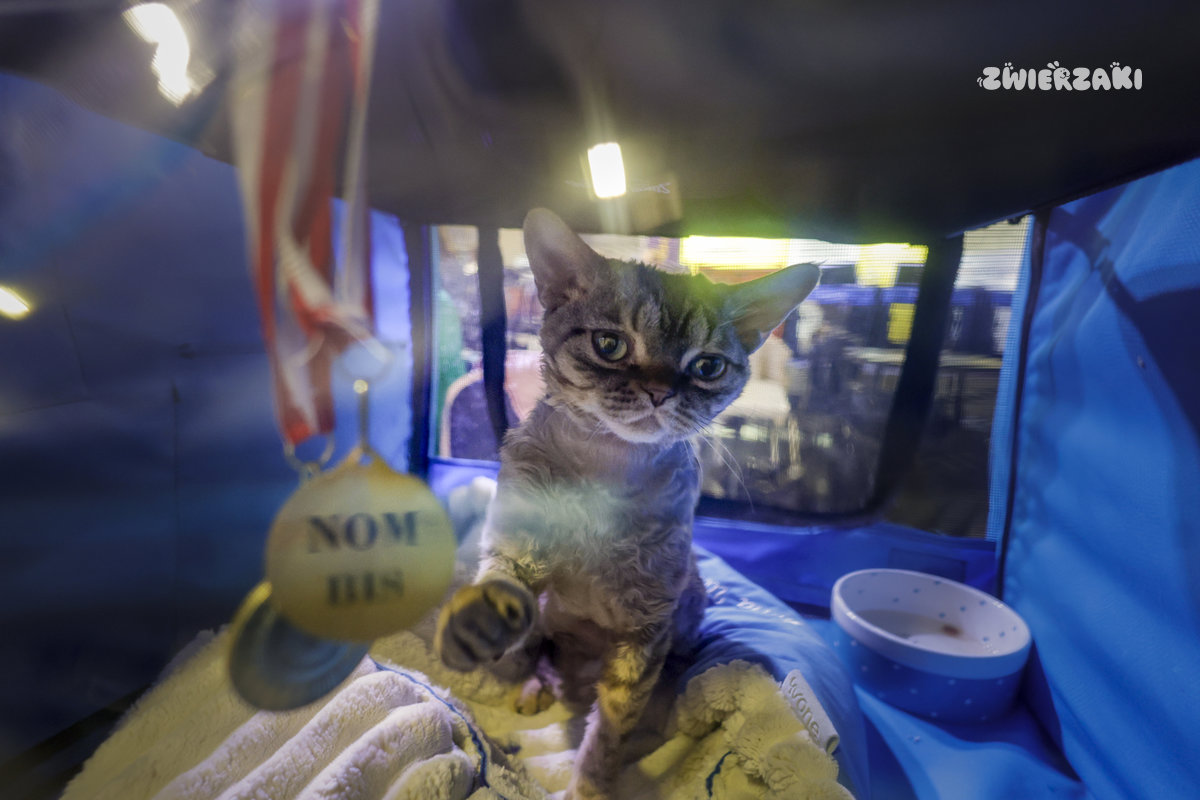 Międzynarodowa Wystawa Kotów Rasowych w Poznaniu – dwa dni pełne kociego piękna