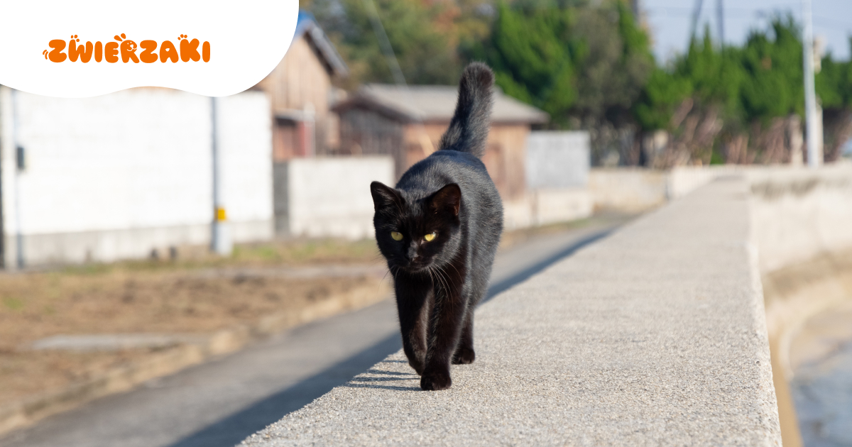 Kot wychodzący wiosną: na jakie zagrożenia trzeba uważać?