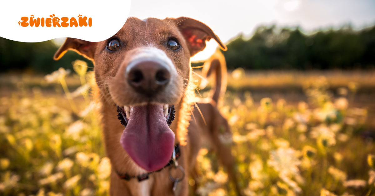 Pies wiosną: szczepienia, odrobaczanie i profilaktyka krok po kroku